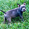 Kalisee joined the competition — help win amazing prizes! dog, puppy, animal, pet, outdoor, grass, lawn, standing, short_hair, blue_gray_coat, upright_ears, floppy_ear, facial_expression, dark_nose, eyes, full_body, nature, garden, canine, portrait