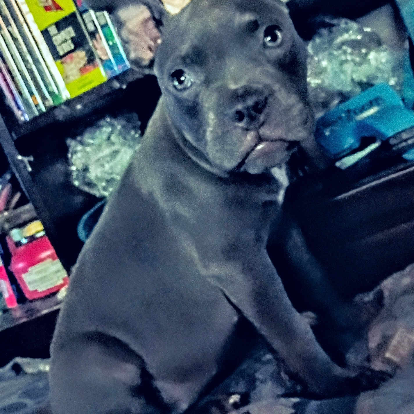 Kalisee joined the competition — help win amazing prizes! dog, puppy, gray_dog, sitting, portrait, closeup, cute, adorable, floppy_ears, short_coat, dark_eyes, indoor, home, cluttered_background, shelf, books, blanket, pet, canine, photography
