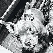 Kalisee is registered to the contest to win money with this photo: dog, pet, animal, portrait, close_up, black_and_white, monochrome, lying_down, upside_down, wide_eyes, funny, goofy, short_hair, collar, indoor, wood_floor, carpet, furry, head, photography
