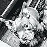 dog, pet, animal, portrait, close_up, black_and_white, monochrome, lying_down, upside_down, wide_eyes, funny, goofy, short_hair, collar, indoor, wood_floor, carpet, furry, head, photography