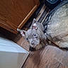 animal, brown_dog, canine, dog, ears, eyes, face, furniture, gray_dog, home, indoor, large_dog, lying_down, nose, pet, puppy, rug, sitting, water_container, wooden_floor