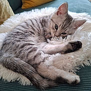 Dusty participe au concours pour gagner de l'argent avec cette photo : kitten, cat, fluffy, white_cushion, couch, pillow, sleepy, pet, fur, cute, animal, domestic, relaxing, indoor, resting, small, cozy, striped, paw, ears