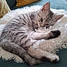 kitten, cat, fluffy, white_cushion, couch, pillow, sleepy, pet, fur, cute, animal, domestic, relaxing, indoor, resting, small, cozy, striped, paw, ears