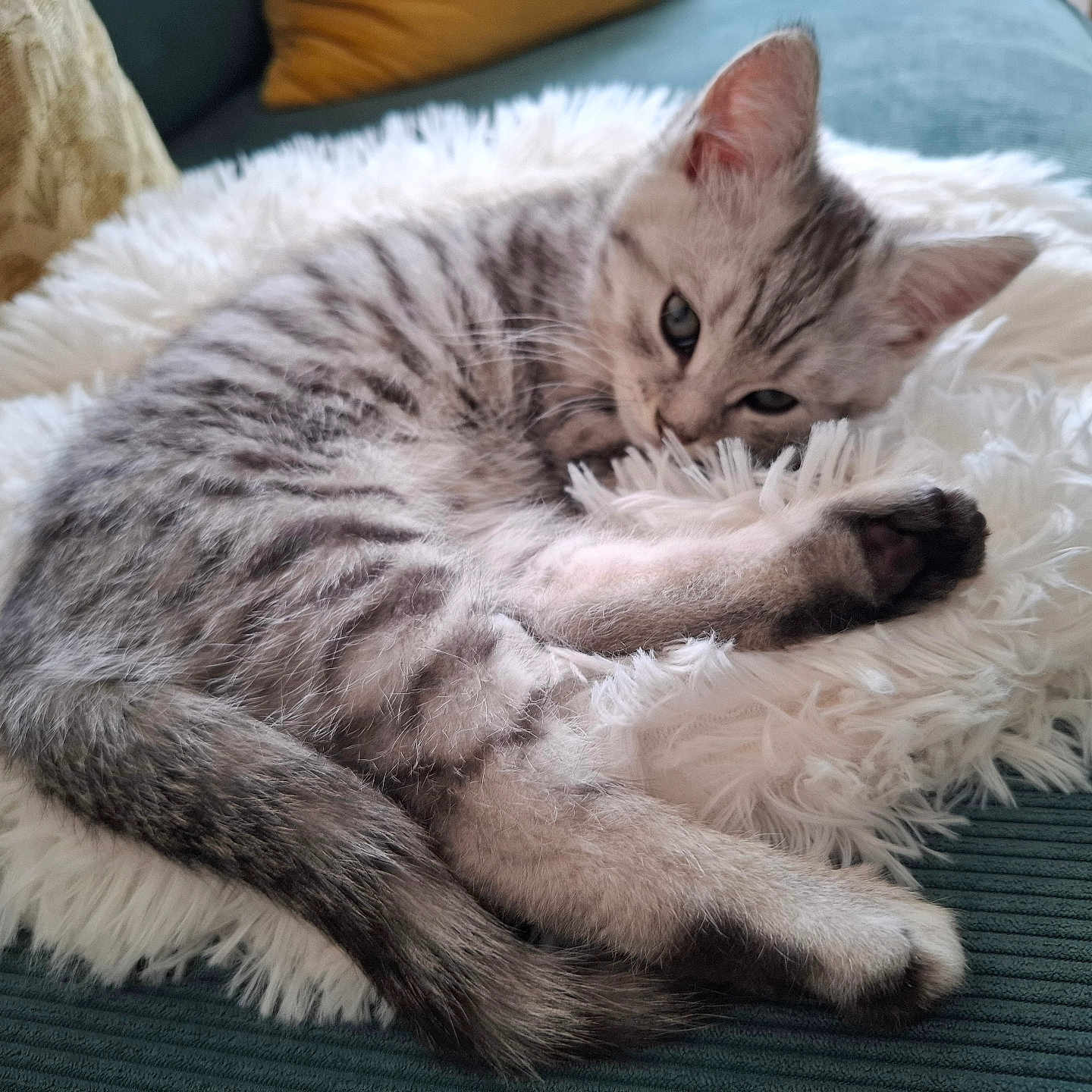 Dusty participe au concours pour gagner de l'argent avec cette photo : kitten, cat, fluffy, white_cushion, couch, pillow, sleepy, pet, fur, cute, animal, domestic, relaxing, indoor, resting, small, cozy, striped, paw, ears