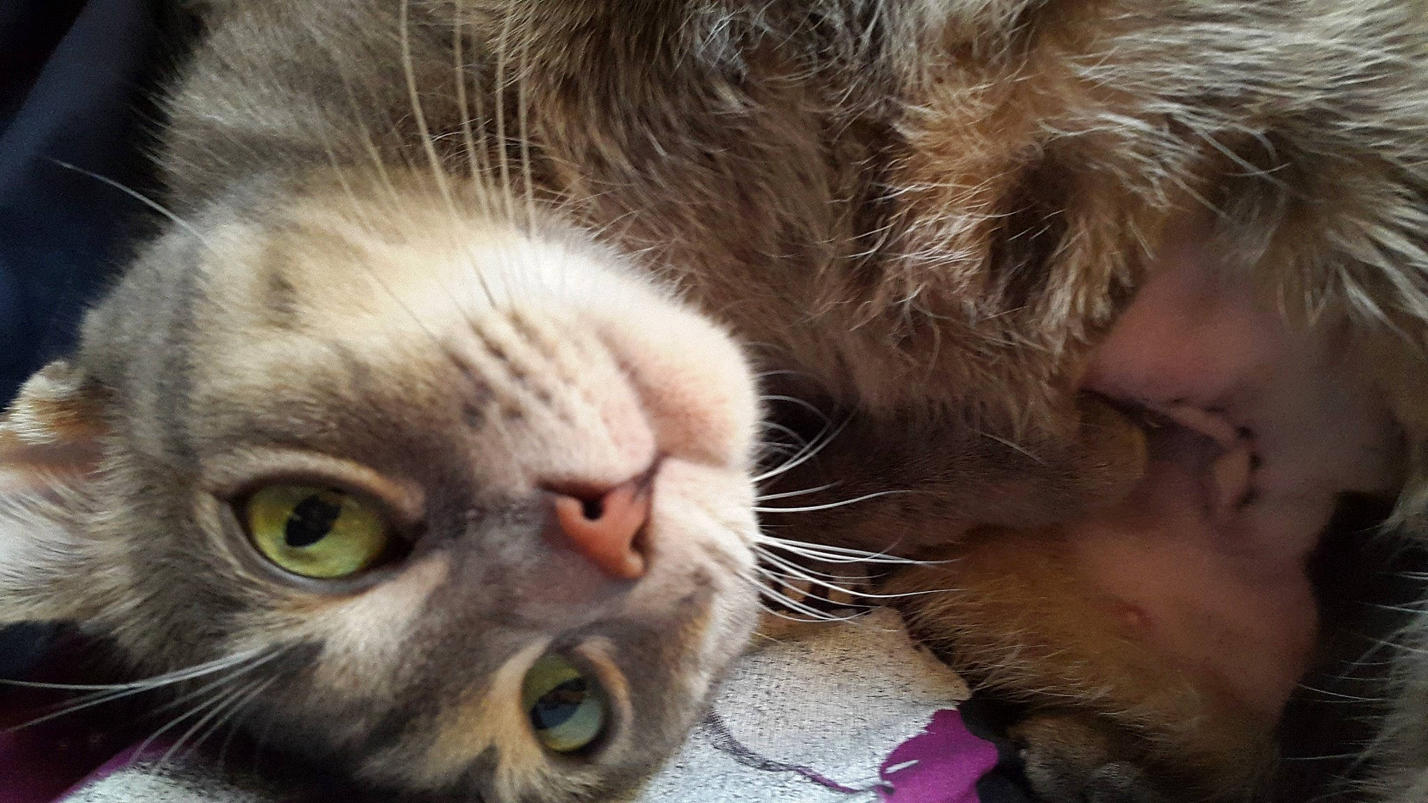 Ruby a rejoint le concours — aidez-le/la à gagner de superbes lots ! carnivore, cat, close_up, domestic_short_haired_cat, ear, eyelash, fawn, felidae, fur, gesture, head, iris, nose, organism, paw, skin, small_to_medium_sized_cats, snout, vertebrate, whiskers