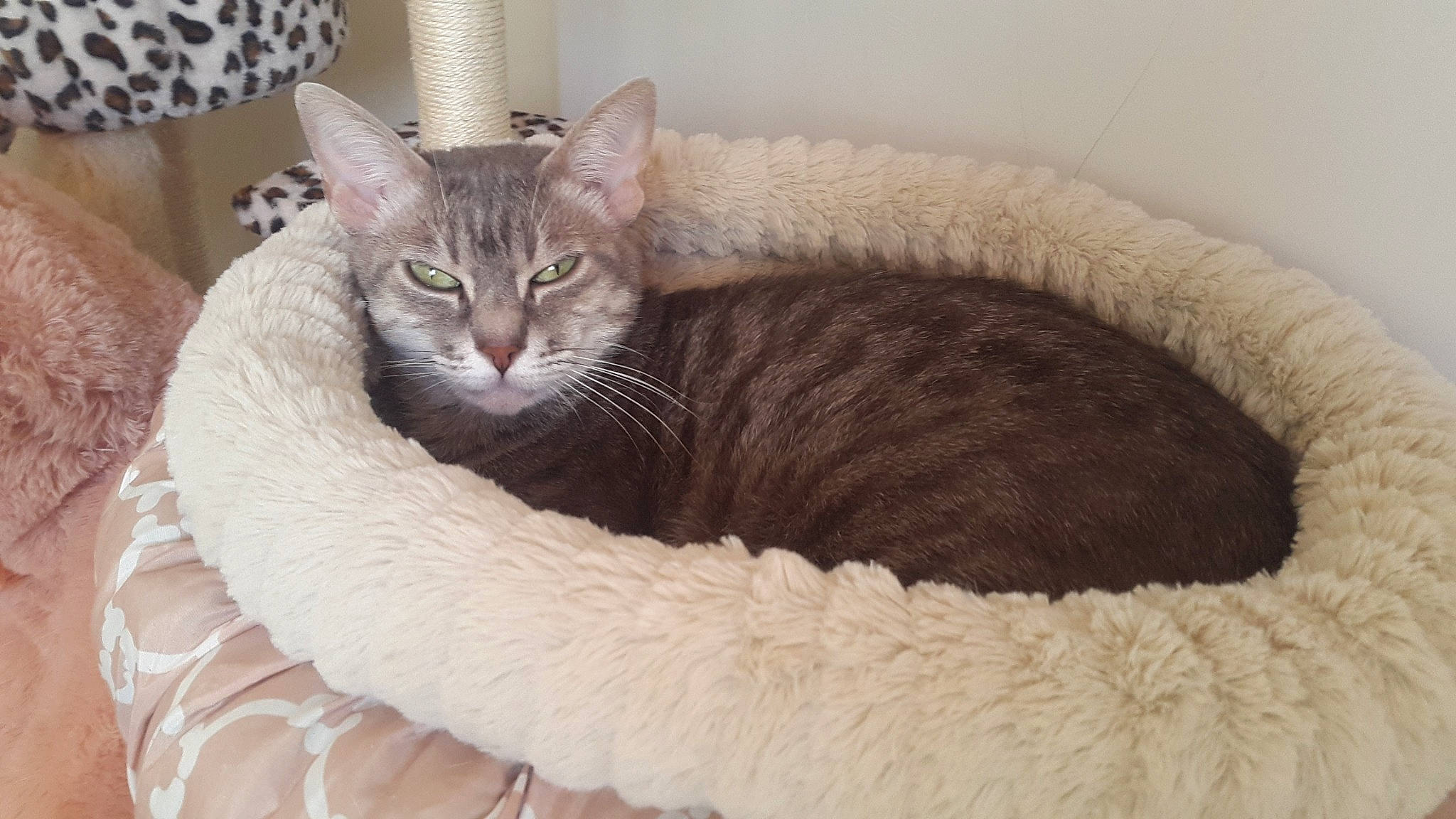 Ruby a rejoint le concours — aidez-le/la à gagner de superbes lots ! bed, carnivore, cat, cat_bed, cat_furniture, cat_supply, claw, comfort, domestic_short_haired_cat, fawn, felidae, fur, grey, pet_supply, small_to_medium_sized_cats, snout, tail, terrestrial_animal, whiskers, window