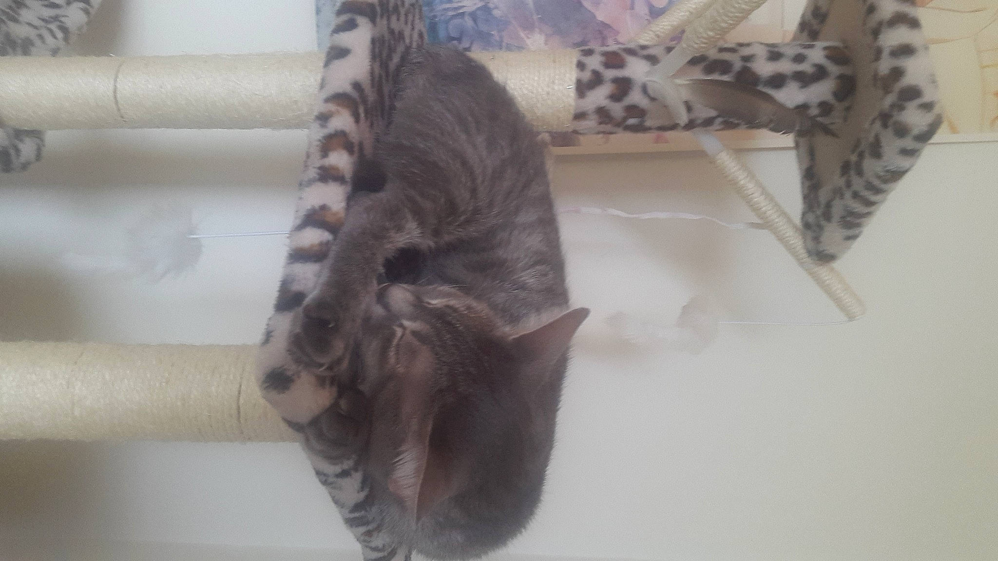 Ruby a rejoint le concours — aidez-le/la à gagner de superbes lots ! cat, domestic_short_haired_cat, fawn, felidae, fur, grey, human_leg, linens, liver, mammal, natural_material, pattern, room, small_to_medium_sized_cats, snout, sporting_group, tail, terrestrial_animal, whiskers, wood