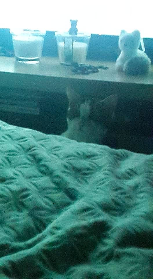 Ambre a rejoint le concours — aidez-le/la à gagner de superbes lots ! aqua, blue, carnivore, cat, cloud, electric_blue, felidae, freezing, grass, green, grey, light, morning, sky, small_to_medium_sized_cats, snow, tail, water, whiskers, winter