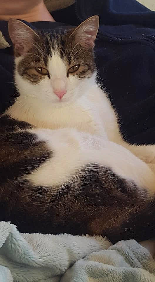 Ambre a rejoint le concours — aidez-le/la à gagner de superbes lots ! carnivore, cat, claw, comfort, domestic_short_haired_cat, felidae, foot, fur, paw, sitting, small_to_medium_sized_cats, tail, terrestrial_animal, tree, whiskers