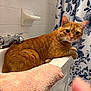 Bentley joined the competition — help win amazing prizes! cat, ginger_cat, bathroom, sink, towel, tiles, shower_curtain, floral_pattern, pet, domestic_animal, fur, whiskers, ears, curious, orange, indoor, relaxed, feline, household, comfort
