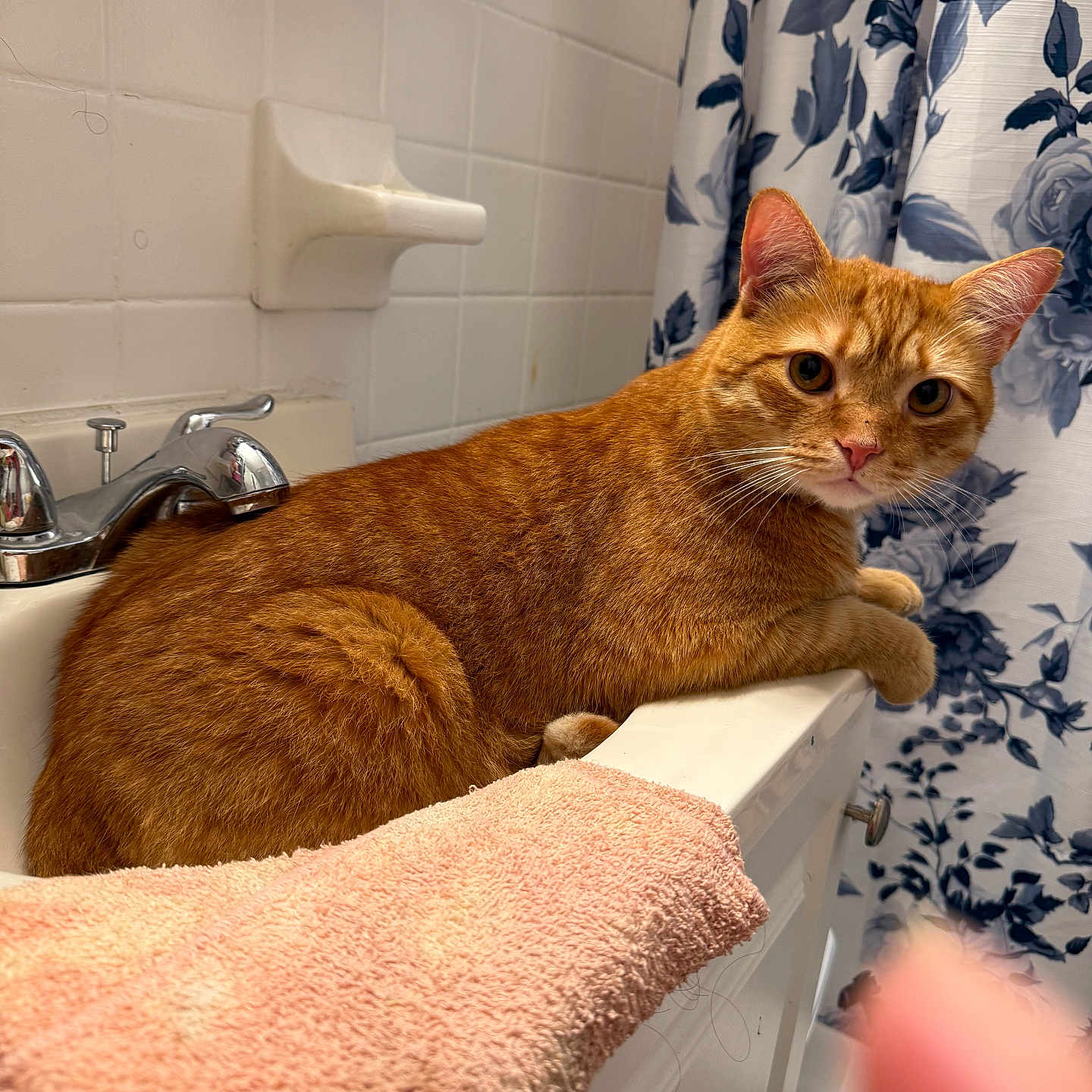Bentley joined the competition — help win amazing prizes! bathroom, cat, comfort, curious, domestic_animal, ears, feline, floral_pattern, fur, ginger_cat, household, indoor, orange, pet, relaxed, shower_curtain, sink, tiles, towel, whiskers