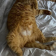 Bentley joined the competition — help win amazing prizes! cat, ginger_cat, sleeping, bed, blanket, fur, pet, animal, relaxed, cozy, domestic_cat, whiskers, paw, tail, indoor, cute, feline, resting, mammal, soft