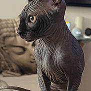 Cosmo is registered to the contest to win money with this photo: animal, blurred_background, cat, close_up, couch, curious, decor, domestic_animal, ears, feline, furniture, hairless_cat, home, indoor, pet, portrait, sitting, sphynx_cat, texture, wrinkled_skin