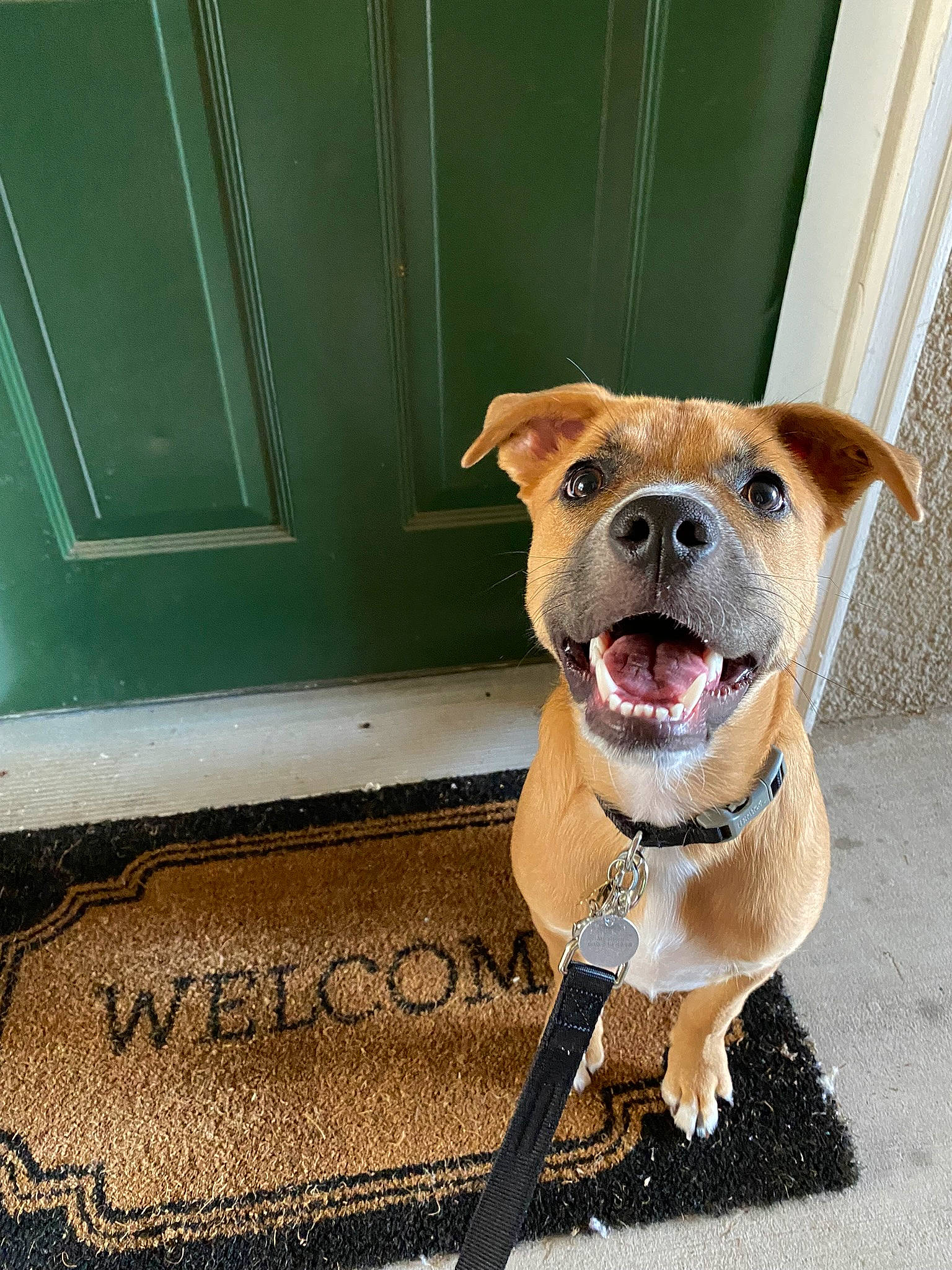 Chewie joined the competition — help win amazing prizes! canidae, carnivore, collar, companion_dog, dog, dog_breed, dog_collar, dog_supply, door, fawn, floor, flooring, leash, pet_supply, road_surface, snout, sporting_group, whiskers, window, working_animal