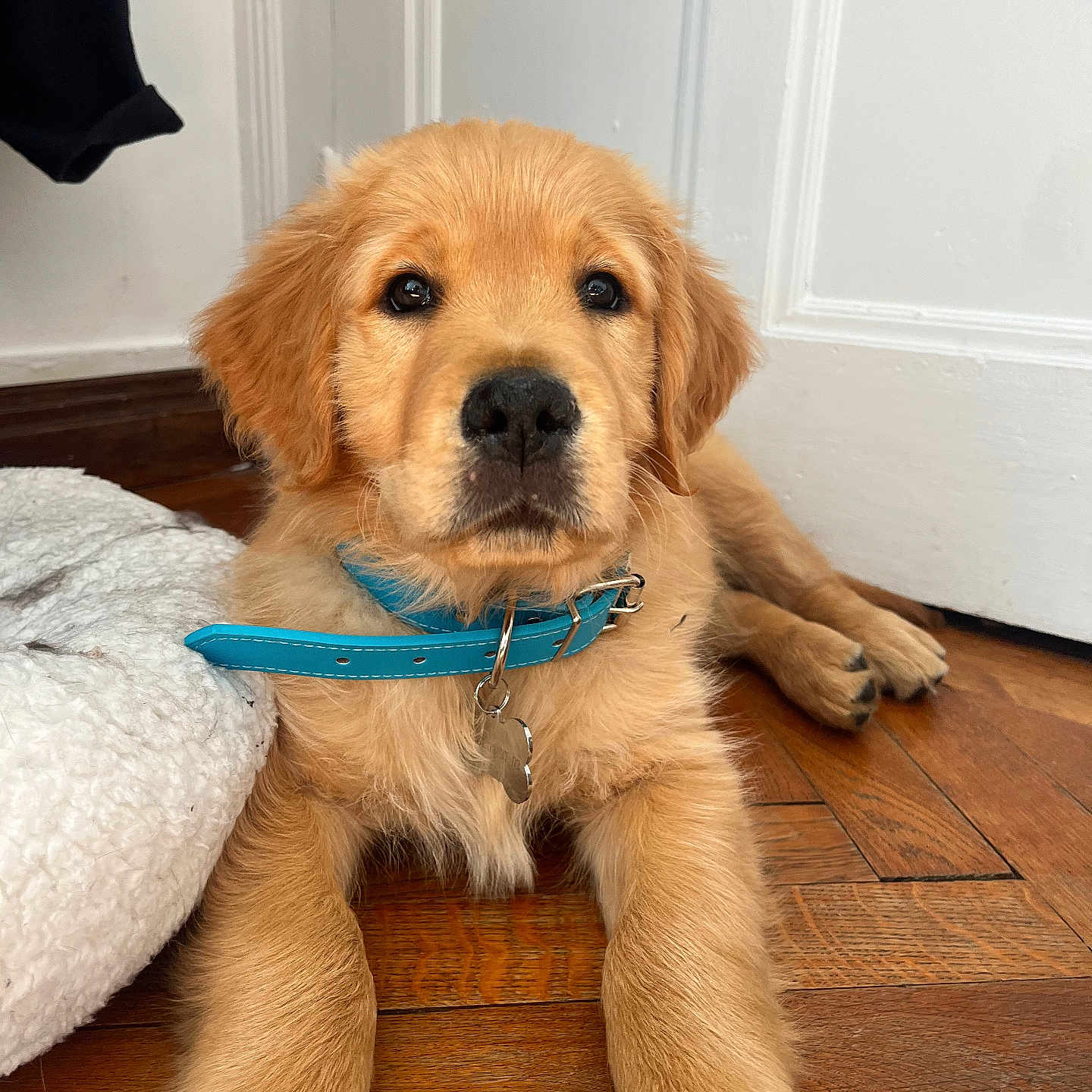 Blue participe au concours pour gagner de l'argent avec cette photo : animal, blue_collar, brown_fur, canine, close_up, collar, cozy, cute, dog, domestic_animal, flooring, golden_retriever, indoor, lying_down, pet, puppy, soft_texture, white_door, wooden_floor, young_dog