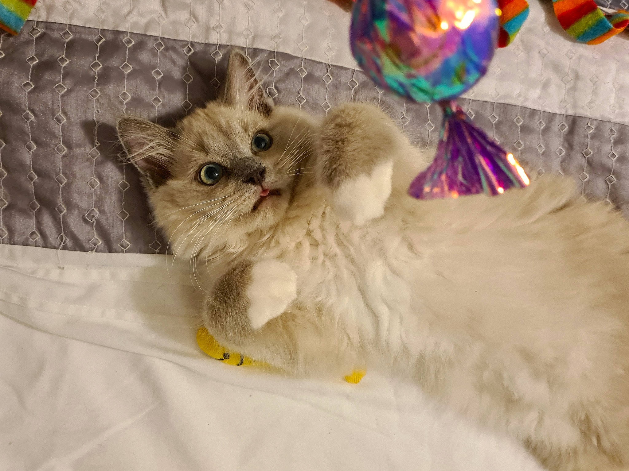 Abraham joined the competition — help win amazing prizes! bag, carnivore, cat, claw, comfort, event, fawn, felidae, fur, paw, small_to_medium_sized_cats, tail, whiskers