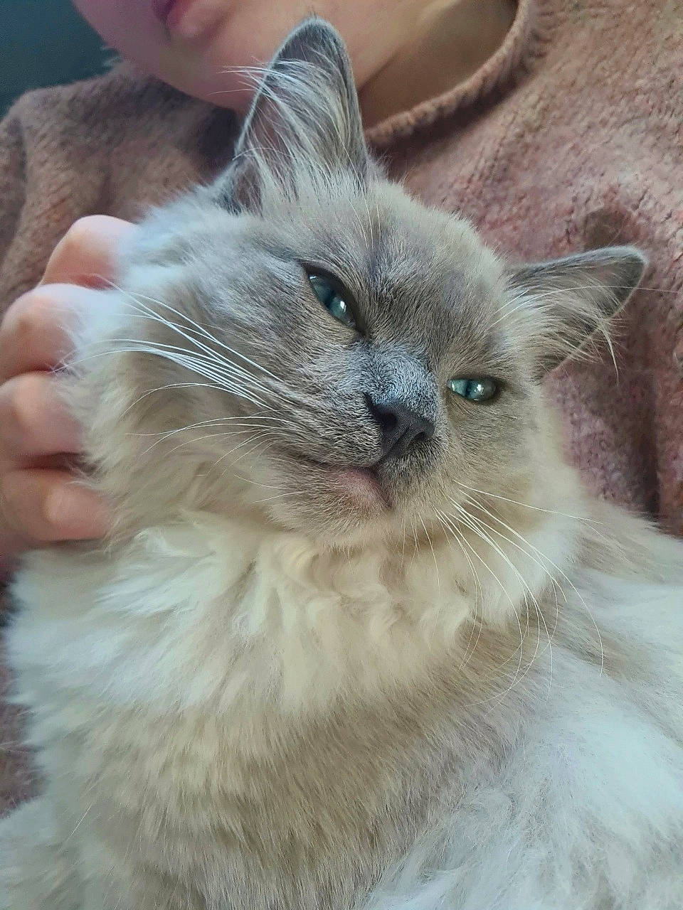 Abraham joined the competition — help win amazing prizes! balinese, birman, carnivore, cat, claw, comfort, domestic_short_haired_cat, eye, fawn, felidae, fur, paw, ragdoll, small_to_medium_sized_cats, snout, terrestrial_animal, thai, whiskers