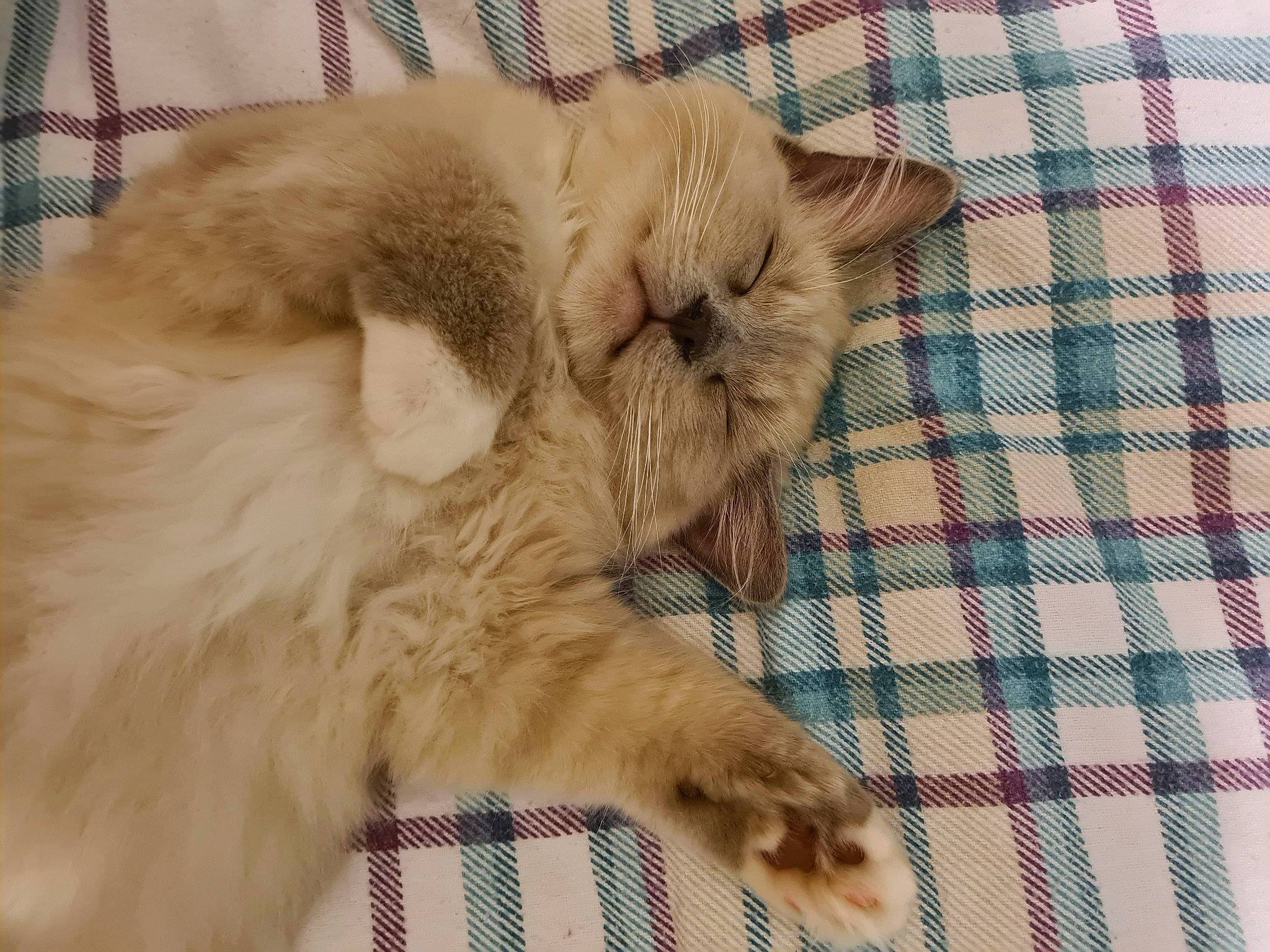 Abraham joined the competition — help win amazing prizes! carnivore, cat, claw, comfort, domestic_short_haired_cat, fang, fawn, felidae, fur, nap, pattern, paw, plaid, sleep, small_to_medium_sized_cats, snout, tail, tartan, terrestrial_animal, whiskers