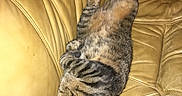 Chaoz participe au concours pour gagner de l'argent avec cette photo : tabby_cat, sleeping_cat, cat, pet, feline, leather_couch, yellow_couch, indoor, relaxed, napping, fur, whiskers, paw, cozy, domestic_animal, resting, animal, cute, home, soft_light