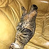 animal, cat, cozy, cute, domestic_animal, feline, fur, home, indoor, leather_couch, napping, paw, pet, relaxed, resting, sleeping_cat, soft_light, tabby_cat, whiskers, yellow_couch