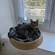 Chaoz participe au concours pour gagner de l'argent avec cette photo : cat, tabby_cat, basket, blanket, window, windowsill, curtain, lace_curtain, indoor, pet, feline, resting, cozy, sunlight, home, animal, looking, curious, domestic_cat, household