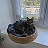 animal, basket, blanket, cat, cozy, curious, curtain, domestic_cat, feline, home, household, indoor, lace_curtain, looking, pet, resting, sunlight, tabby_cat, window, windowsill