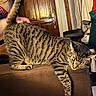 Chaoz a rejoint le concours — aidez-le/la à gagner de superbes lots ! cat, tabby_cat, indoor, furniture, couch, pet, stretching, hand, door, clothing, scratching_post, wooden_door, brown, striped, relaxed, animal, cozy, domestic, room, home