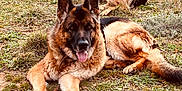 Narco participe au concours pour gagner de l'argent avec cette photo : german_shepherd, dog, canine, animal, outdoor, grass, field, nature, pet, tongue_out, resting, two_dogs, brown, black, fur, ears, eyes, landscape, plants, relaxing