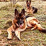german_shepherd, dog, canine, animal, outdoor, grass, field, nature, pet, tongue_out, resting, two_dogs, brown, black, fur, ears, eyes, landscape, plants, relaxing