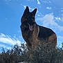 dog, german_shepherd, outdoor, sky, clouds, hill, nature, animal, tongue, fur, pet, canine, standing, grass, bushes, daylight, mammal, alert, wildlife, landscape