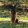dog, german_shepherd, animal, pet, grass, forest, tree, nature, outdoor, canine, mammal, sitting, sunlight, greenery, tongue_out, alert, fur, wildlife, daylight, scenery