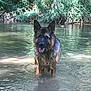 dog, german_shepherd, water, river, wet, outdoor, nature, animal, canine, tongue_out, ears_up, standing, greenery, reflection, daylight, shallow_water, fur, portrait, calm, sunlight