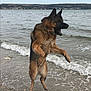 dog, german_shepherd, jumping, beach, water, waves, shoreline, outdoor, animal, pet, playing, sand, sea, nature, canine, motion, fur, mouth_open, sky, daytime