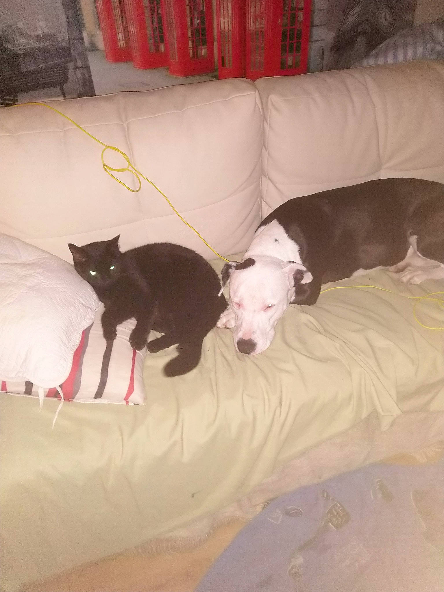 Bouh participe au concours pour gagner de l'argent avec cette photo : american_pit_bull_terrier, boston_terrier, canidae, carnivore, dog, dog_breed, fawn, italian_greyhound, lurcher, mammal, non_sporting_group, pit_bull, puppy, toy_dog, vertebrate