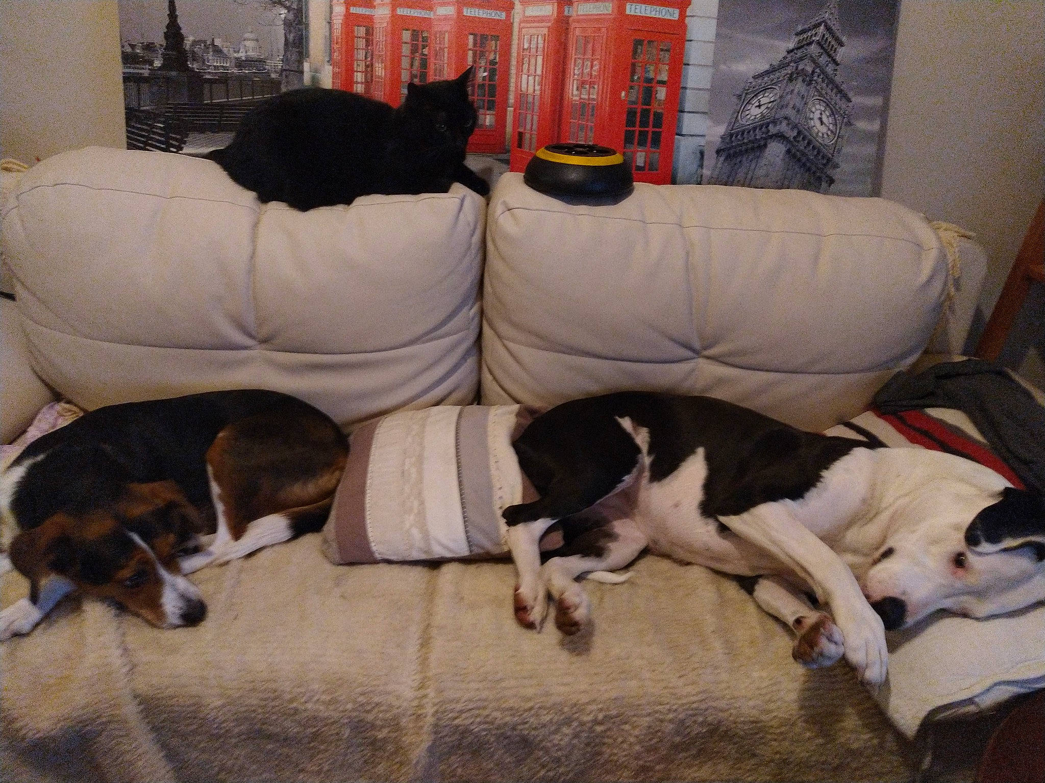 Bouh a rejoint le concours — aidez-le/la à gagner de superbes lots ! brazilian_terrier, canidae, carnivore, companion_dog, coonhound, danish_swedish_farmdog, dog, dog_breed, fox_terrier, mammal, pointer, puppy, rat_terrier, ratonero_bodeguero_andaluz, smooth_fox_terrier, sporting_group, tail, treeing_walker_coonhound