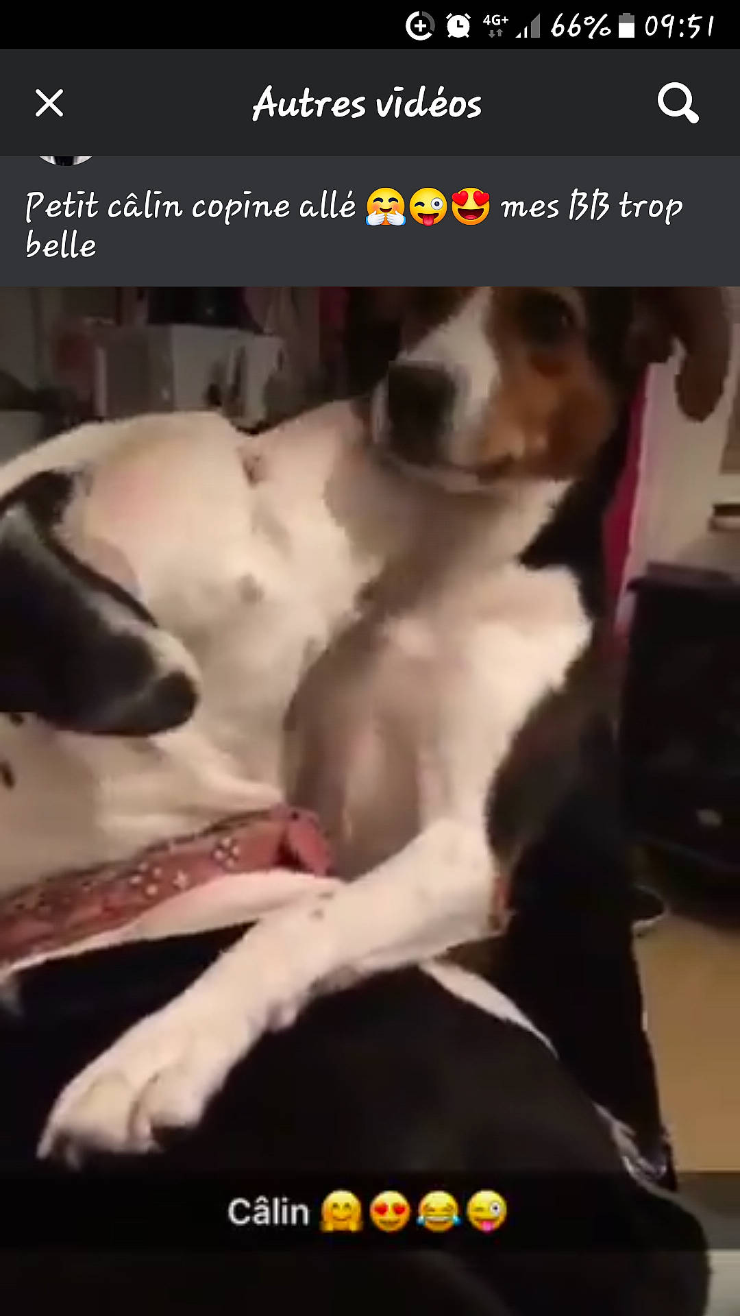 Zef Et Tekila a rejoint le concours — aidez-le/la à gagner de superbes lots ! baggage, canidae, carnivore, companion_dog, dog, dog_breed, dog_supply, event, font, fur, luggage_and_bags, paw, pet_supply, photo_caption, screenshot, snapshot, snout, sporting_group, thigh, working_animal