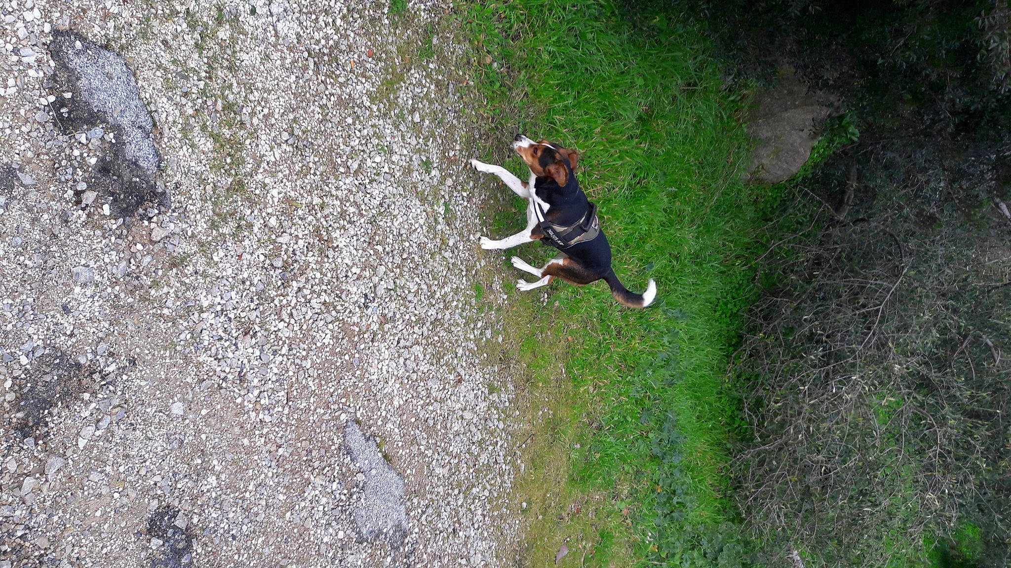 Zef Et Tekila a rejoint le concours — aidez-le/la à gagner de superbes lots ! adventure, asphalt, bedrock, canidae, concrete, extreme_sport, grass, grass_family, grassland, groundcover, landscape, leisure, people_in_nature, plant, recreation, road_surface, rock, shadow, soil, tree