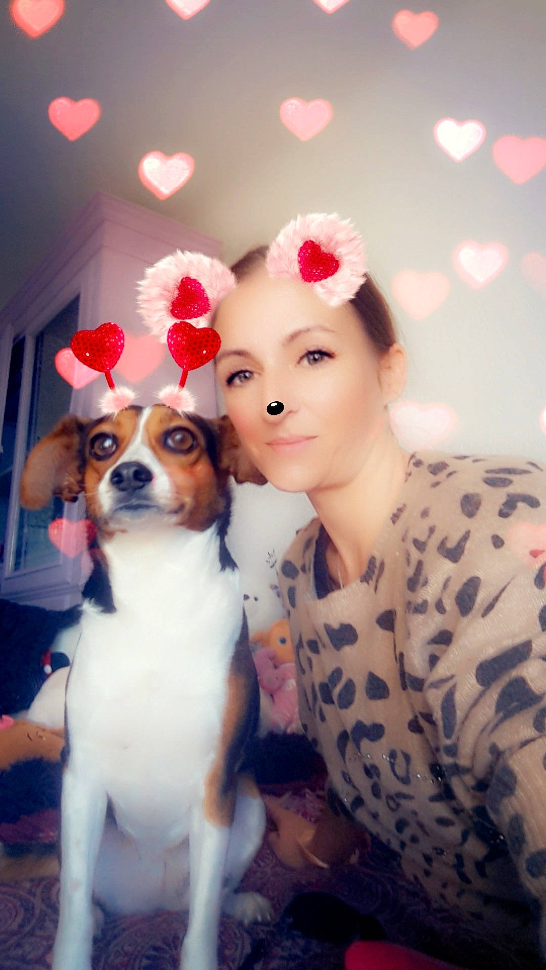 Tekila a rejoint le concours — aidez-le/la à gagner de superbes lots ! american_staffordshire_terrier, canidae, carnivore, companion_dog, dog, dog_breed, ear, fawn, mammal, person, puppy, puppy_love, rat_terrier, russell_terrier