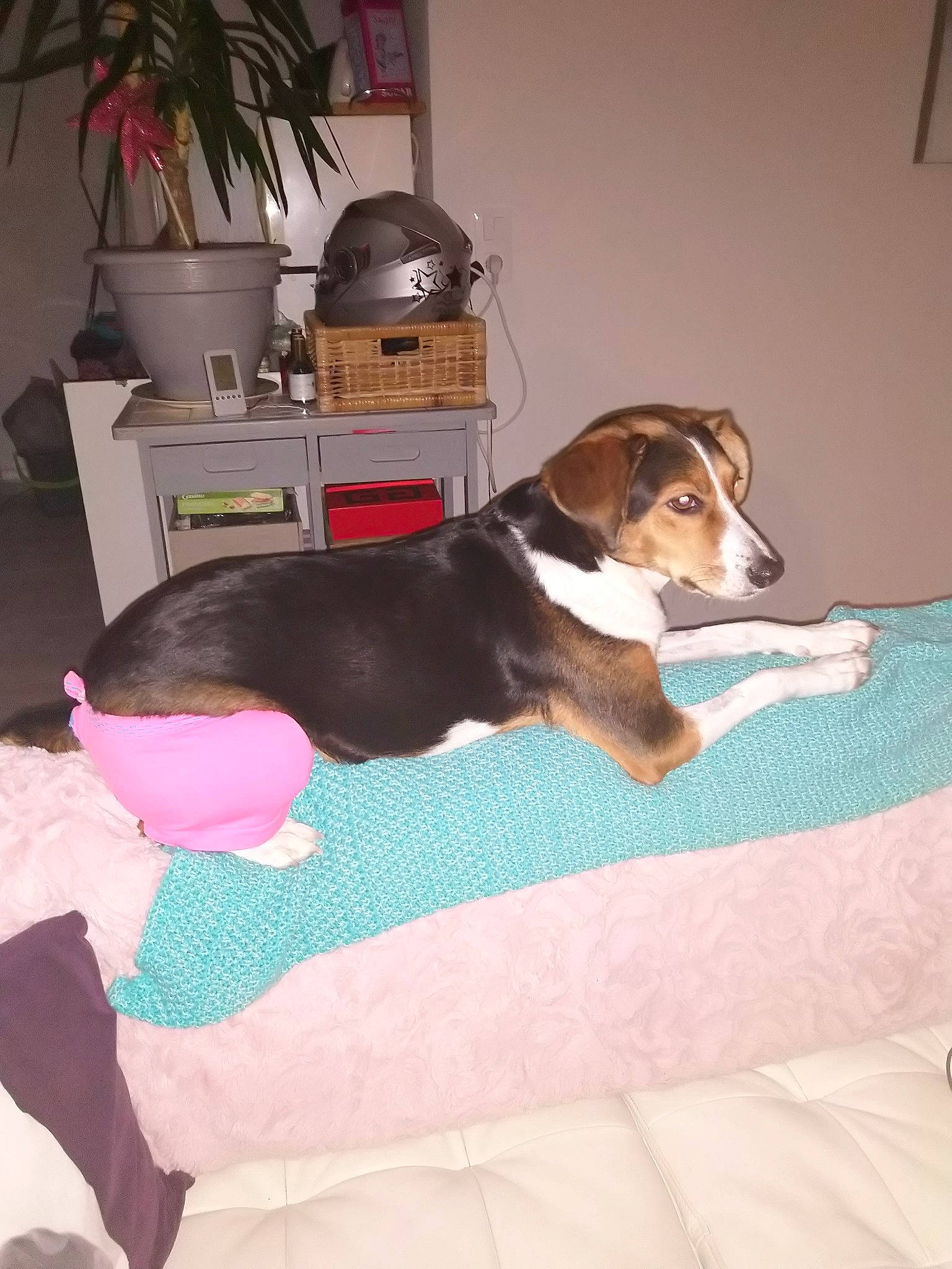 Tekila participe au concours pour gagner de l'argent avec cette photo : basset_artesien_normand, basset_hound, beagle, beagle_harrier, canidae, carnivore, companion_dog, coonhound, dog, dog_breed, drever, estonian_hound, finnish_hound, hamiltonstovare, harrier, mammal, pocket_beagle, serbian_tricolour_hound, treeing_walker_coonhound, vertebrate