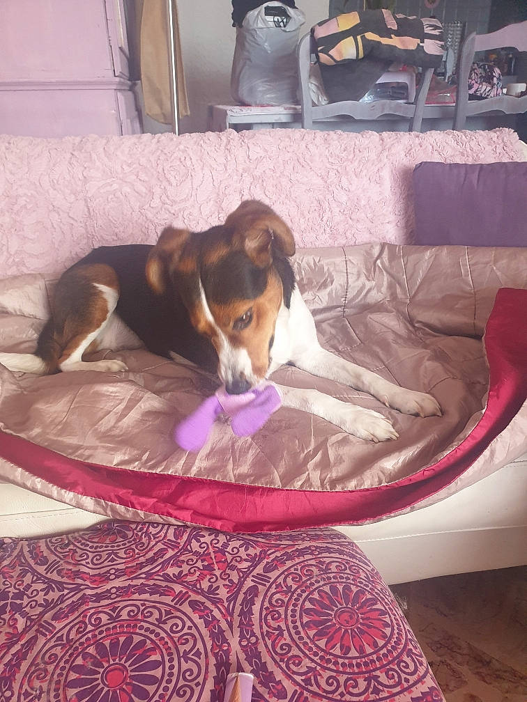 Tekila a rejoint le concours — aidez-le/la à gagner de superbes lots ! basset_hound, beagle, beagle_harrier, canidae, carnivore, coonhound, dog, dog_breed, estonian_hound, finnish_hound, harrier, mammal, pocket_beagle, scent_hound, serbian_tricolour_hound, treeing_walker_coonhound