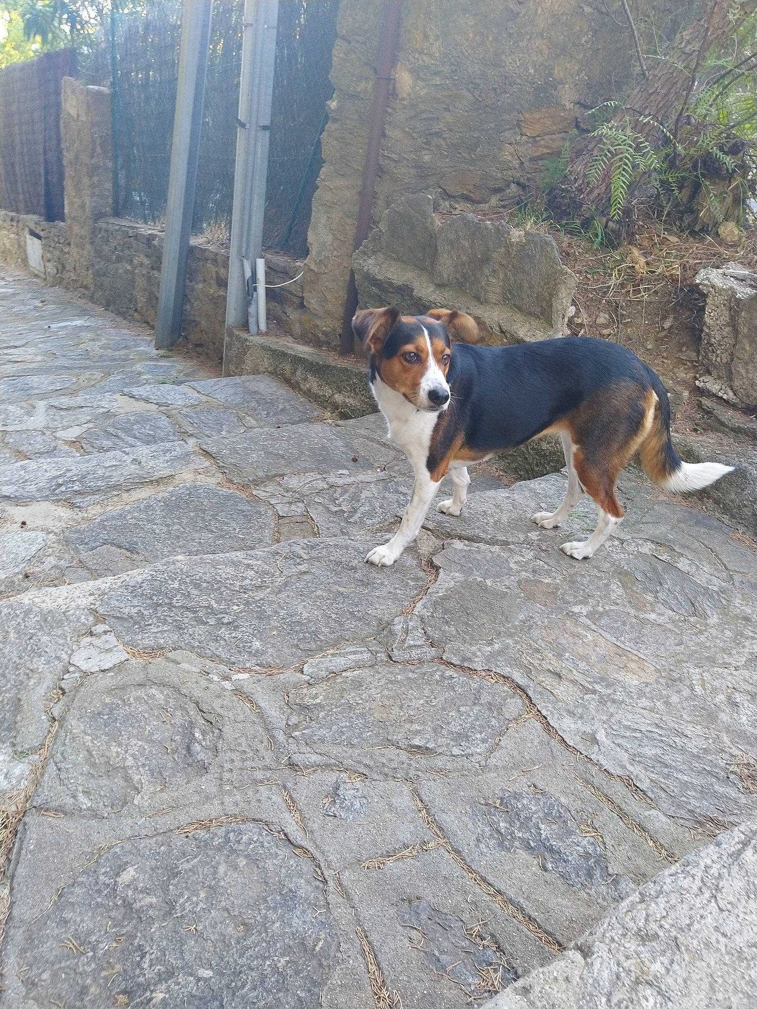 Tekila a rejoint le concours — aidez-le/la à gagner de superbes lots ! beagle, canidae, carnivore, dog, dog_breed, entlebucher_mountain_dog, finnish_hound, hunting_dog, mammal, serbian_tricolour_hound, tail