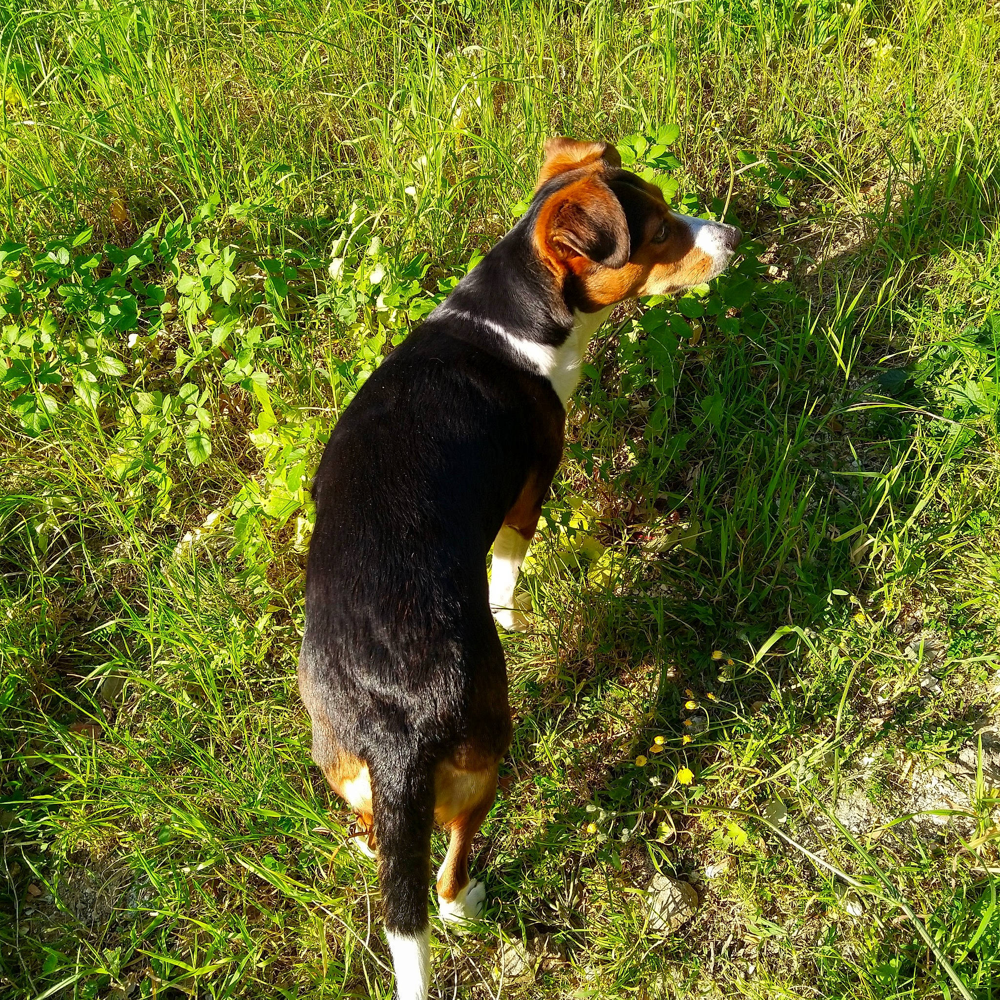 Tekila a rejoint le concours — aidez-le/la à gagner de superbes lots ! appenzeller_sennenhund, beagle, canidae, carnivore, dog, dog_breed, entlebucher_mountain_dog, finnish_hound, grass, hunting_dog, mammal, plant, serbian_tricolour_hound, vertebrate, working_dog