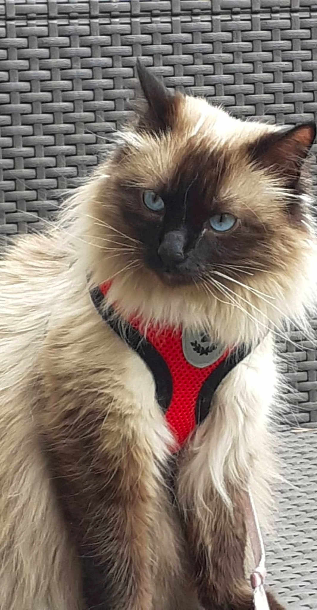 Lilie