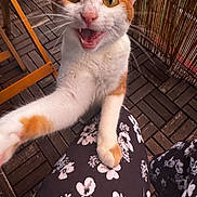 Kira participe au concours pour gagner de l'argent avec cette photo : animal, cat, close_up, curious, daylight, feline, floral_pattern, furniture, legs, meowing, orange_and_white, outdoor, patterned_pants, paw, pet, playful, sitting, tabby, whiskers, wooden_deck