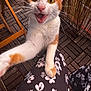 animal, cat, close_up, curious, daylight, feline, floral_pattern, furniture, legs, meowing, orange_and_white, outdoor, patterned_pants, paw, pet, playful, sitting, tabby, whiskers, wooden_deck