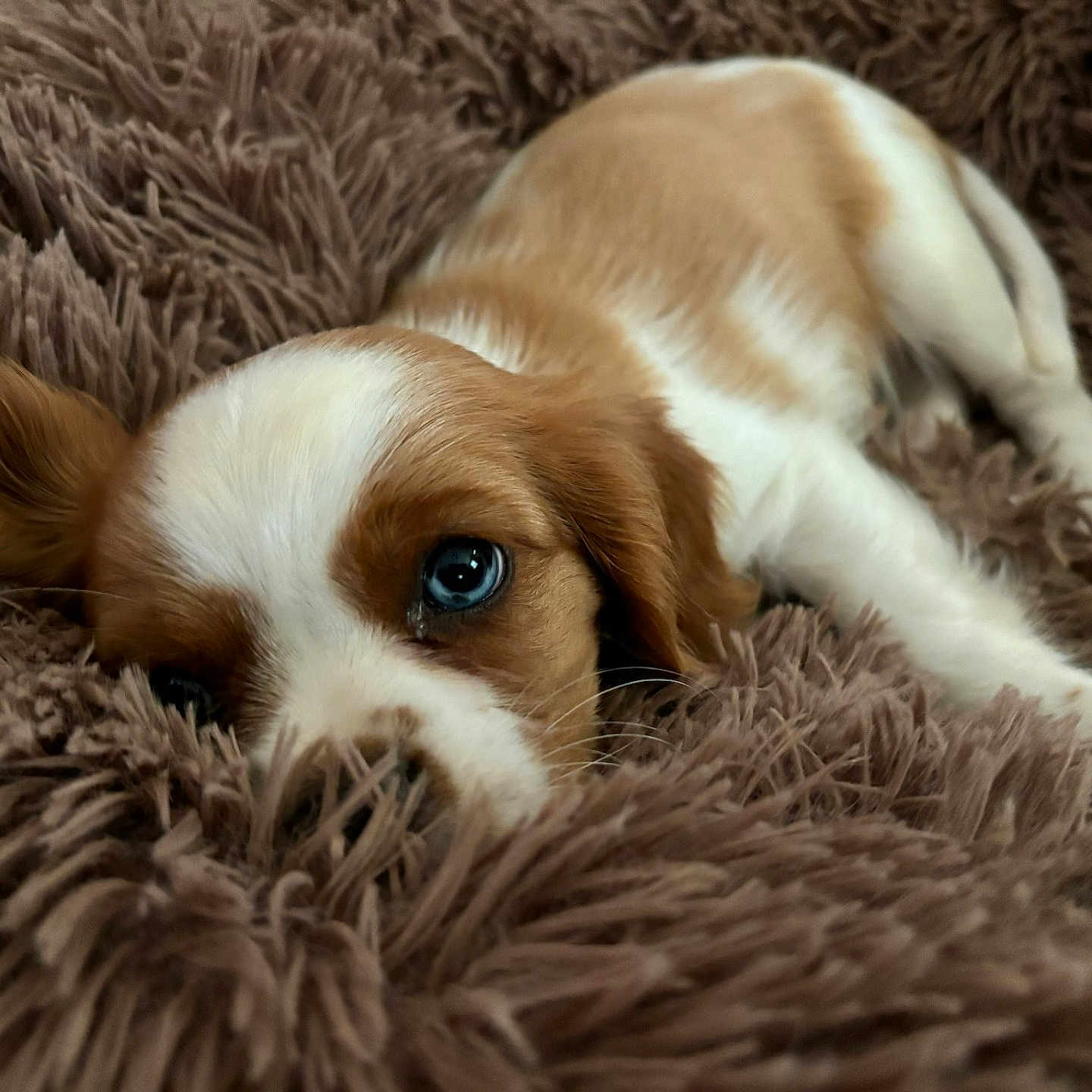 Boo joined the competition — help win amazing prizes! animal, beagle, blanket, canine, cat, clothing, cockerspaniel, dog, fur, goldenretriever, hound, kitten, papillon, person, pet, puppy, sleeping, snout, terrier