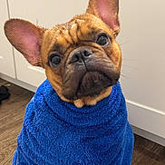 Beau joined the competition — help win amazing prizes! dog, french_bulldog, towel, blue_towel, pet, cute, indoor, wood_floor, curious, wrapped, animal, companion, snug, portrait, ears, face, canine, domestic_animal, looking_up, sitting