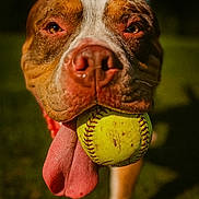 Hemi is registered to the contest to win money with this photo: animal, brown, canine, close_up, daylight, dog, fur, grass, happy, mouth, nose, outdoor, pet, petplay, playing, portrait, softball, tongue, tongue_out, white