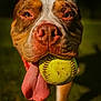 animal, brown, canine, close_up, daylight, dog, fur, grass, happy, mouth, nose, outdoor, pet, petplay, playing, portrait, softball, tongue, tongue_out, white