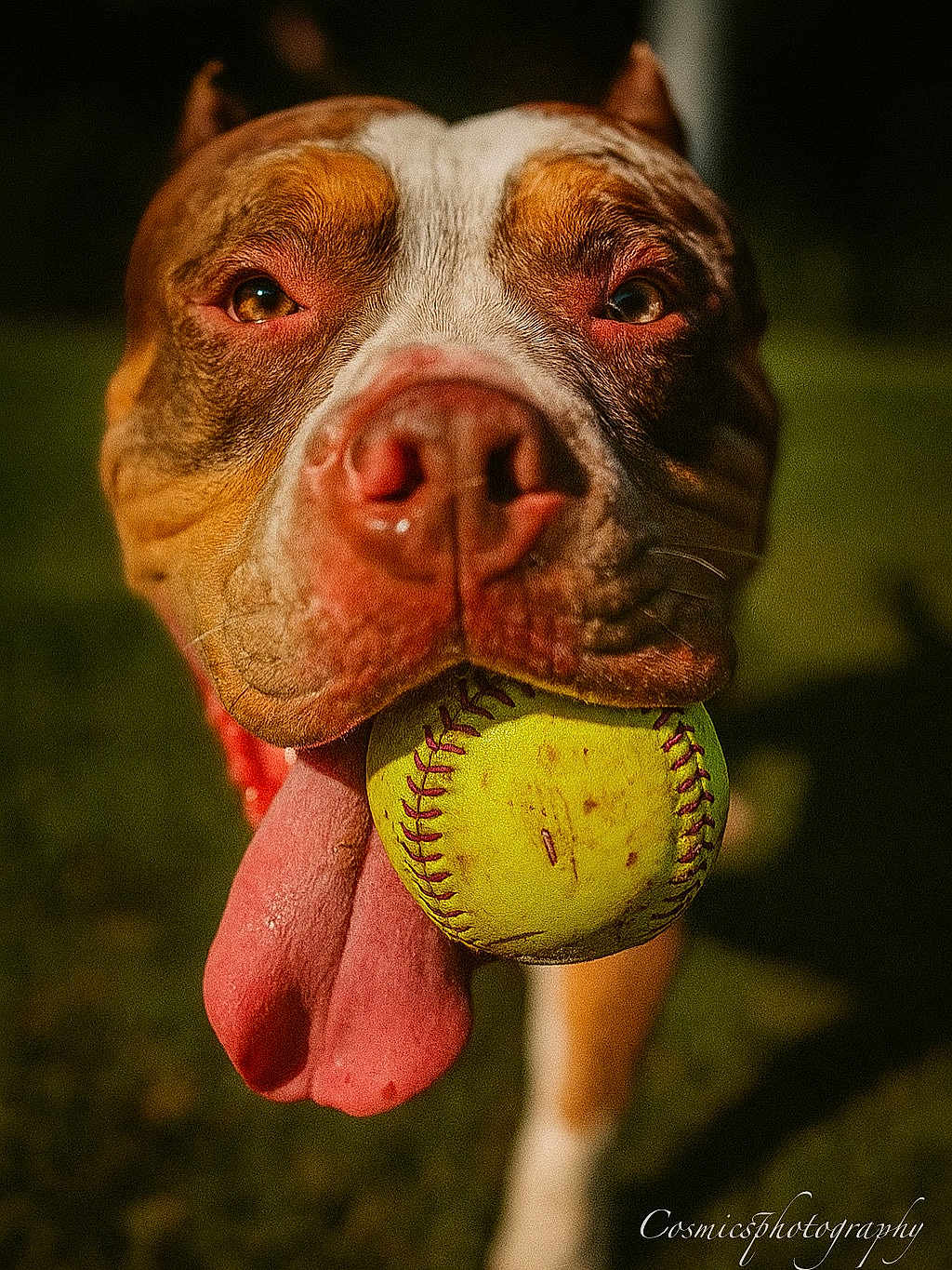 Hemi